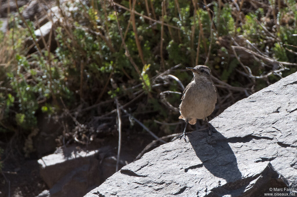 Rufous-banded Mineradult, identification