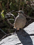 Rufous-banded Miner