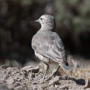 Rufous-banded Miner