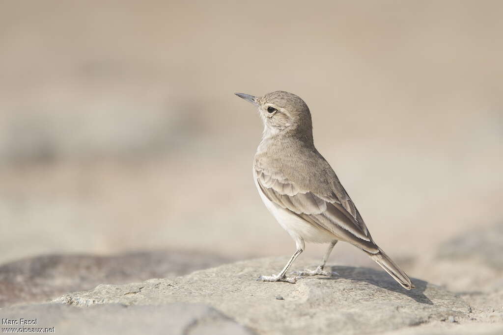 Géositte du Pérouadulte, identification