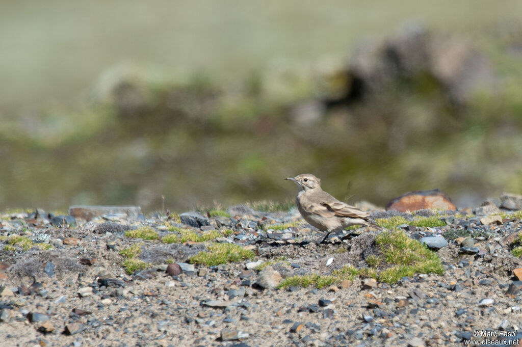 Géositte du punaadulte, identification