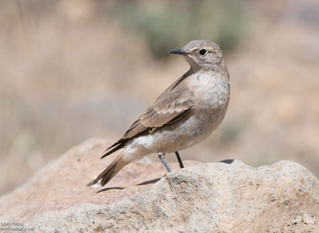 Creamy-rumped Mineradult, identification