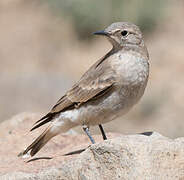 Creamy-rumped Miner