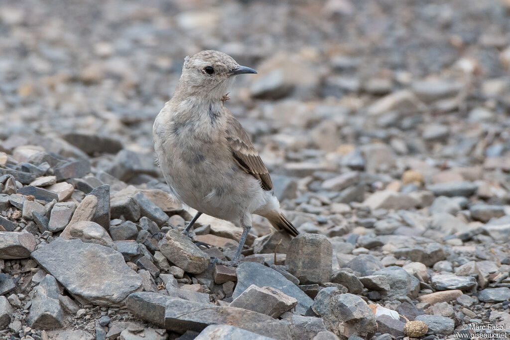 Creamy-rumped Mineradult, identification, moulting