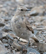 Creamy-rumped Miner