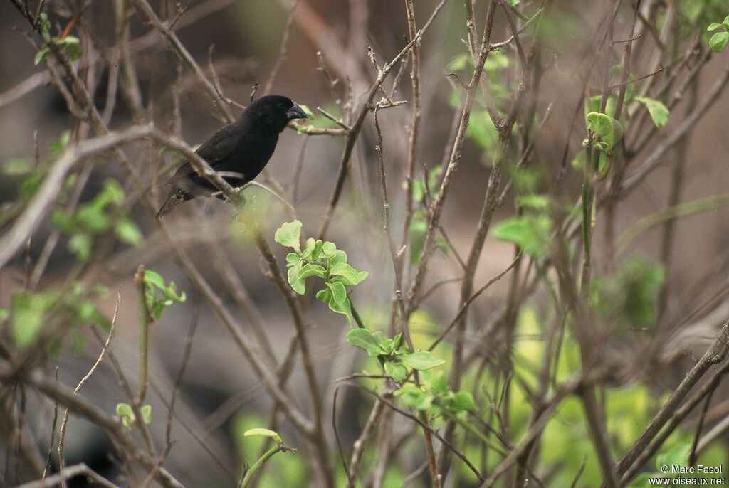 Medium Ground Finch male adult breeding, identification