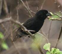 Medium Ground Finch