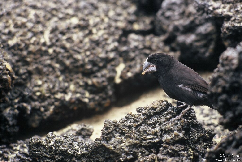 Large Ground Finch male adult post breeding, identification, feeding habits, Behaviour