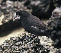 Large Ground Finch