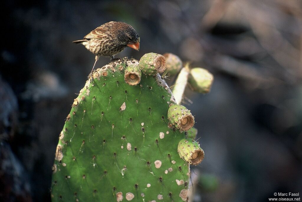 Large Ground Finch female adult, identification