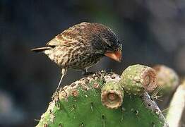 Large Ground Finch