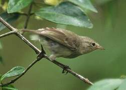 Green Warbler-Finch