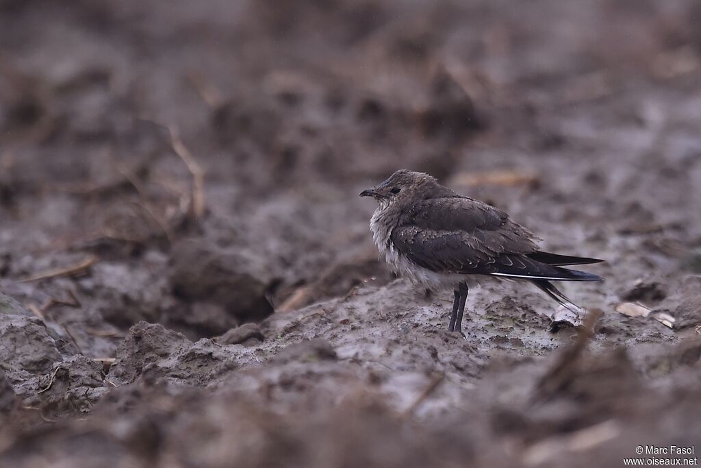 Glaréole à ailes noires1ère année, identification