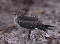 Black-winged Pratincole