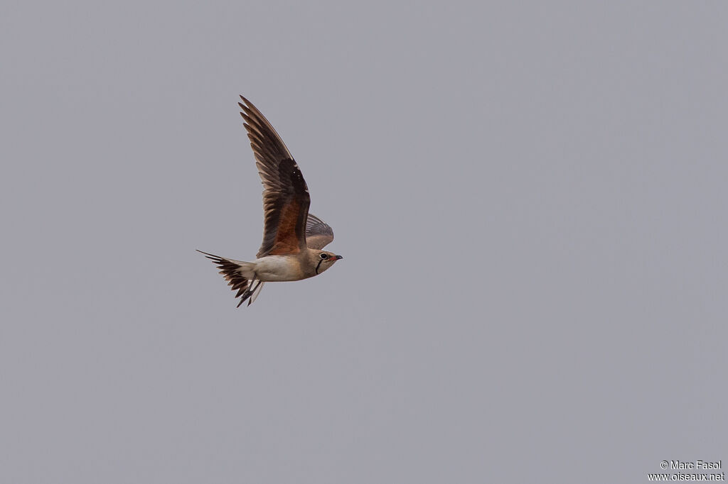 Collared Pratincoleadult breeding, Flight