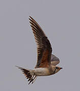 Collared Pratincole