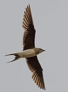 Collared Pratincole