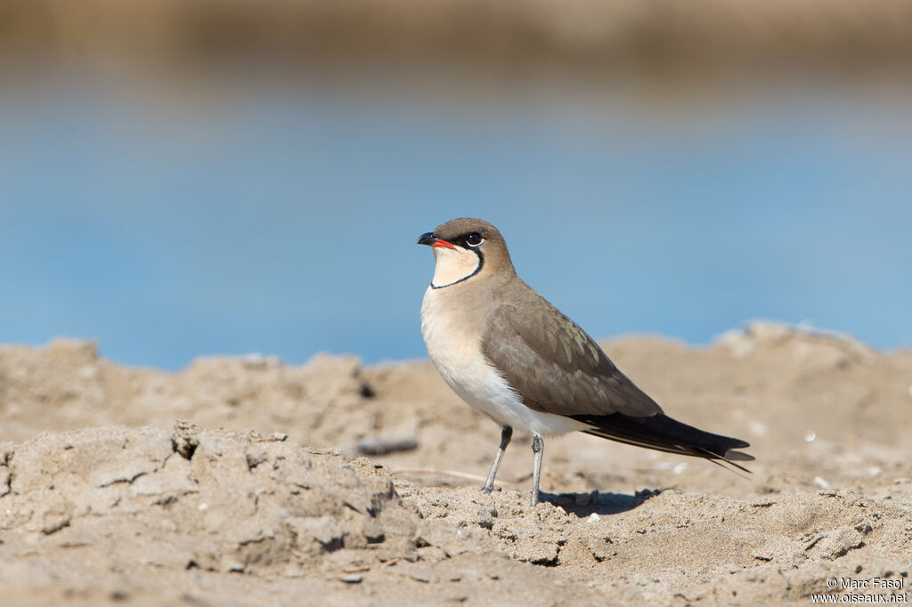 Collared Pratincoleadult, identification