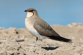 Collared Pratincole