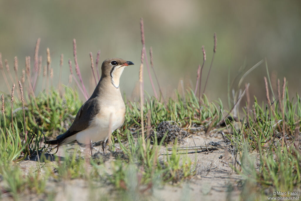 Collared Pratincoleadult, identification