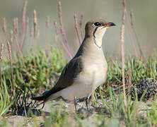 Collared Pratincole