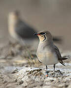 Collared Pratincole