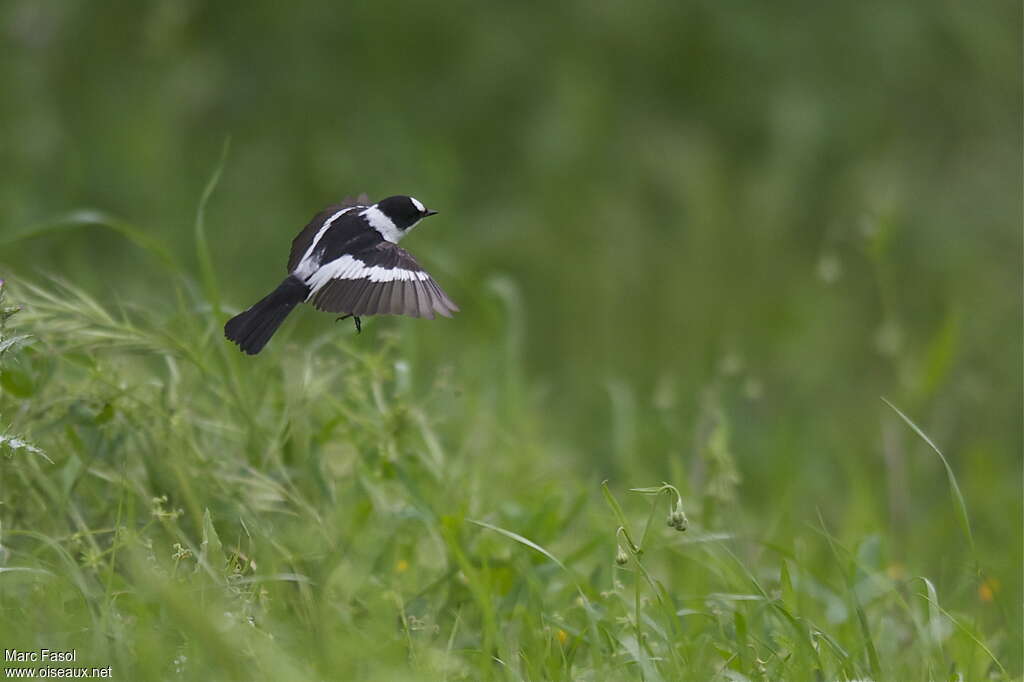 Collared Flycatcher male adult breeding, Flight