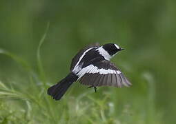 Collared Flycatcher