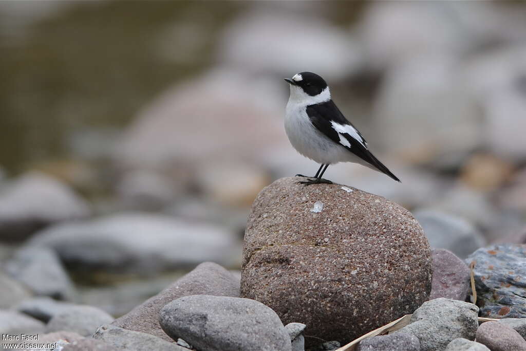 Collared Flycatcher male adult breeding, identification