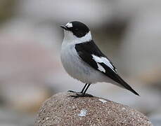 Collared Flycatcher