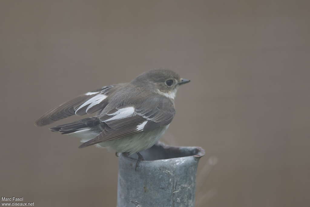 Collared Flycatcher female adult breeding, identification