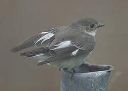 Collared Flycatcher