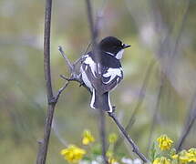 Semicollared Flycatcher