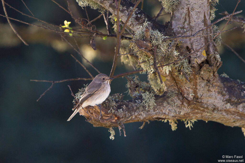 Gobemouche grisadulte internuptial, identification