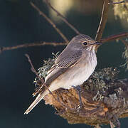 Spotted Flycatcher