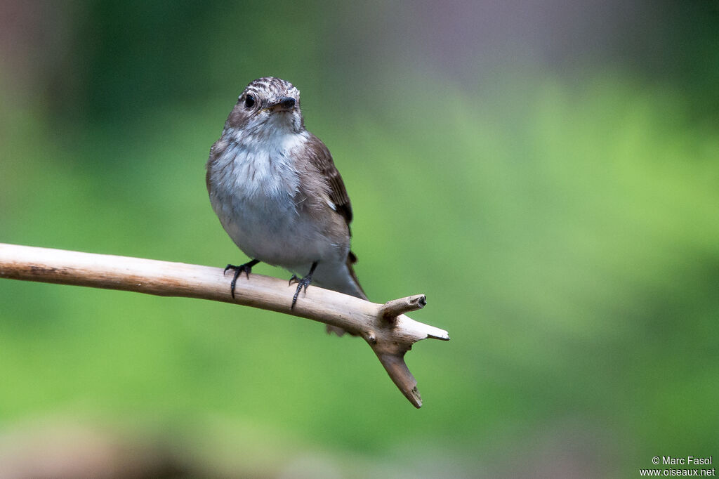 Spotted Flycatcher, identification