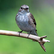 Spotted Flycatcher