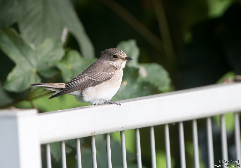 Spotted Flycatcheradult, identification