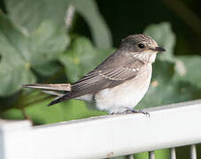 Spotted Flycatcher