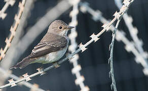 Spotted Flycatcher