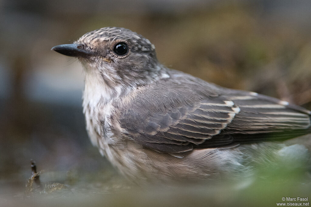 Spotted Flycatcherjuvenile, close-up portrait