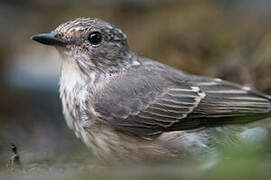 Spotted Flycatcher