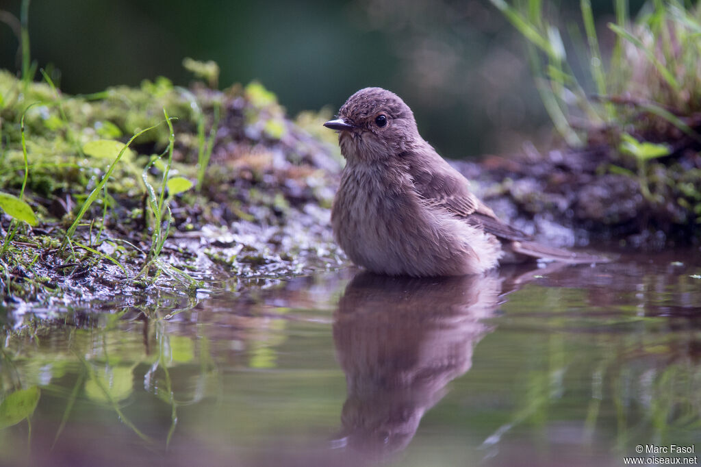 Spotted Flycatcheradult post breeding, identification, care