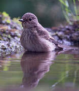 Spotted Flycatcher