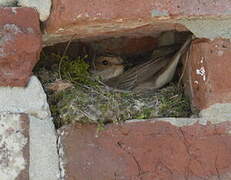 Spotted Flycatcher