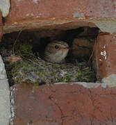 Spotted Flycatcher