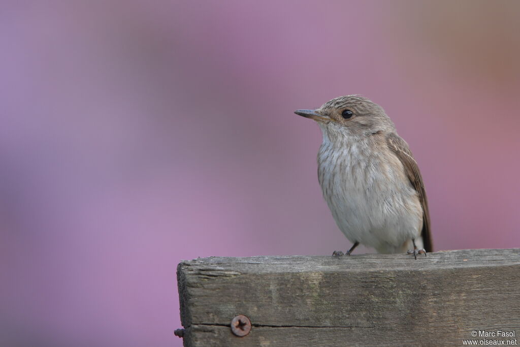 Spotted Flycatcheradult breeding, identification