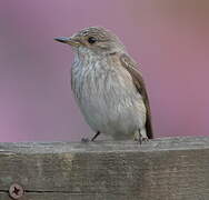 Spotted Flycatcher