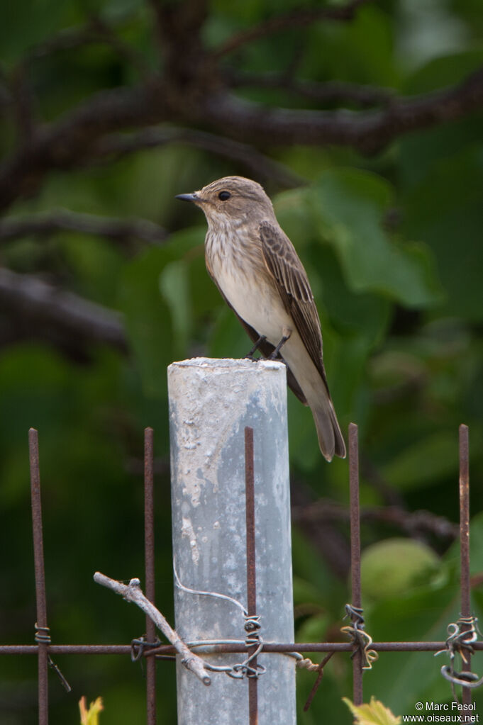 Spotted Flycatcheradult, identification