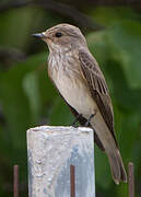 Spotted Flycatcher